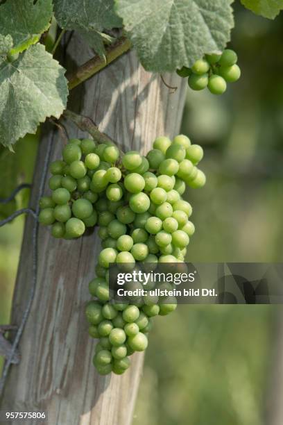 Reifende Schwarzriesling-Traube, gedüngt mit Kot der heimischen Fledermaus "Großes Mausohr"; aus dem Erlös des Fledermausweins von Michael Völker...