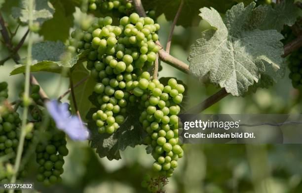 Reifende Schwarzriesling-Traube, gedüngt mit Kot der heimischen Fledermaus "Großes Mausohr"; aus dem Erlös des Fledermausweins von Michael Völker...