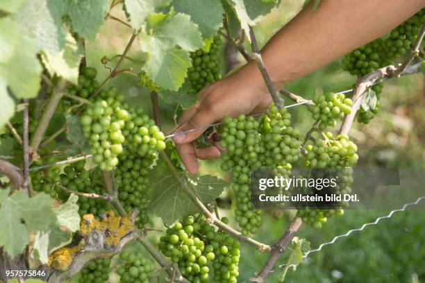 Reifende Schwarzriesling-Traube, gedüngt mit Kot der heimischen Fledermaus "Großes Mausohr"; aus dem Erlös des Fledermausweins von Michael Völker...