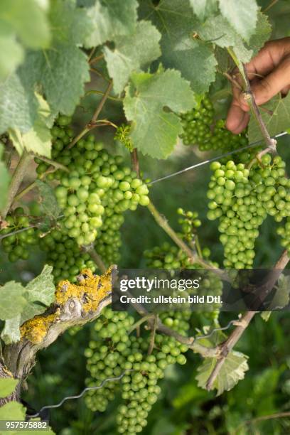 Reifende Schwarzriesling-Traube, gedüngt mit Kot der heimischen Fledermaus "Großes Mausohr"; aus dem Erlös des Fledermausweins von Michael Völker...