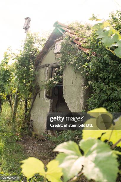 Verfallendes Häuschen und Fledermauskästen; die Rebstöcke dieses Weinbergs werden gedüngt mit Kot der heimischen Fledermaus "Großes Mausohr"; aus dem...