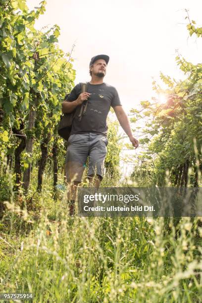 Der Winzer Michael Völker in seinem Weinberg, dessen Rebstöcke mit dem Kot der heimischen Fledermaus "Großes Mausohr" gedüngt werden; aus dem Erlös...