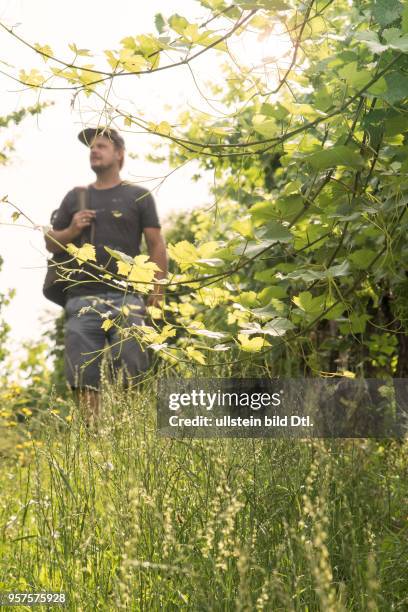 Der Winzer Michael Völker in seinem Weinberg, dessen Rebstöcke mit dem Kot der heimischen Fledermaus "Großes Mausohr" gedüngt werden; aus dem Erlös...