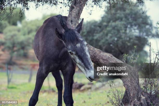pure spanish, andalusian filly at pasture nearly olive tree. spain, andalusia - spanish olive stock pictures, royalty-free photos & images