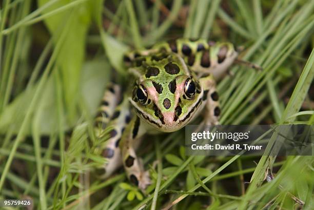 leopard frog in grass - leopard frog stock pictures, royalty-free photos & images
