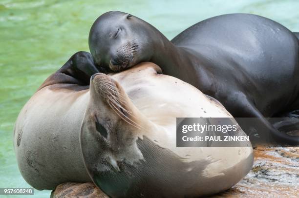 Californian sea lions take a nap in their enclosure at the Zoologischer Garten Berlin on May 12, 2018. / Germany OUT