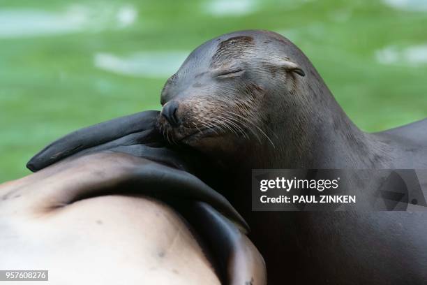 Californian sea lion takes a nap in their enclosure at the Zoologischer Garten Berlin on May 12, 2018. / Germany OUT