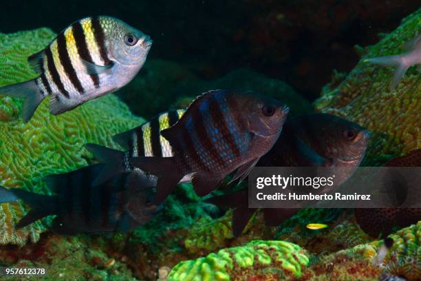 undersea cleaning station. - sergeant major fish stock pictures, royalty-free photos & images