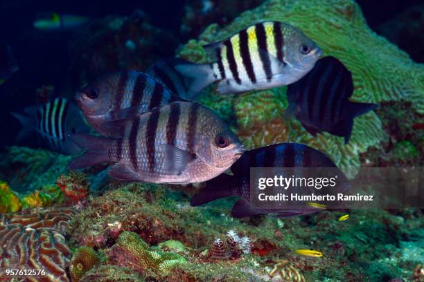 undersea cleaning station. - sergeant major fish stock pictures, royalty-free photos & images