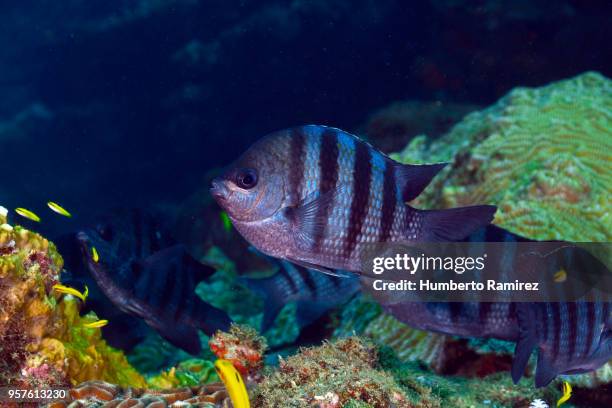 undersea cleaning station. - sergeant major fish stock pictures, royalty-free photos & images