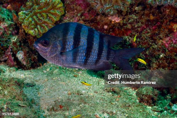 undersea cleaning station. - sergeant major fish stock pictures, royalty-free photos & images