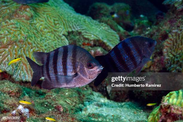 undersea cleaning station. - sergeant major fish stock pictures, royalty-free photos & images