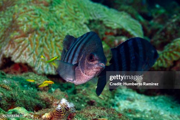 undersea cleaning station. - sergeant major fish stock pictures, royalty-free photos & images