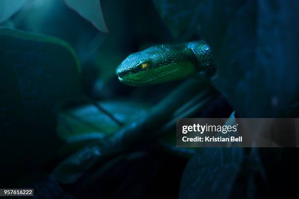 white lipped pit viper (trimeresurus albolabris) - leaf on roof stockfoto's en -beelden