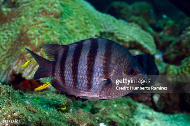 undersea cleaning station. - sergeant major fish stock pictures, royalty-free photos & images