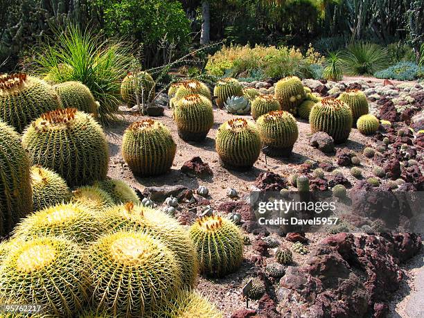 cacti - pasadena california stockfoto's en -beelden
