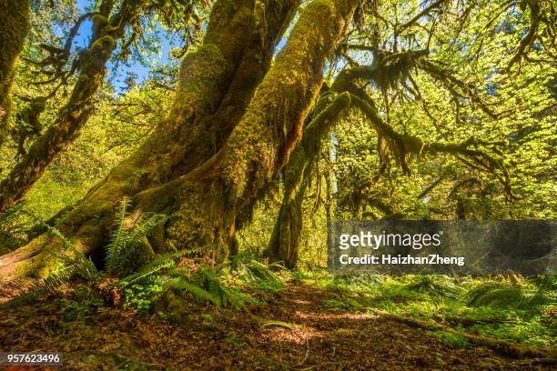 hoh rainforest in olympic national park, washington, usa - hoh rainforest stock pictures, royalty-free photos & images