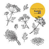vector set illustration of cumin and dill spices
