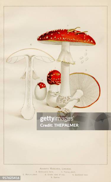 ilustrações, clipart, desenhos animados e ícones de ilustração de fly agaric cogumelo 1892 - fly agaric mushroom