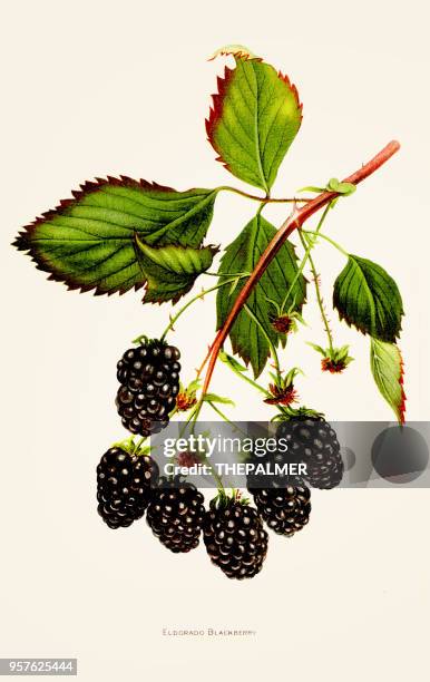 blackberry illustration 1892 - blackberry fruit stock illustrations