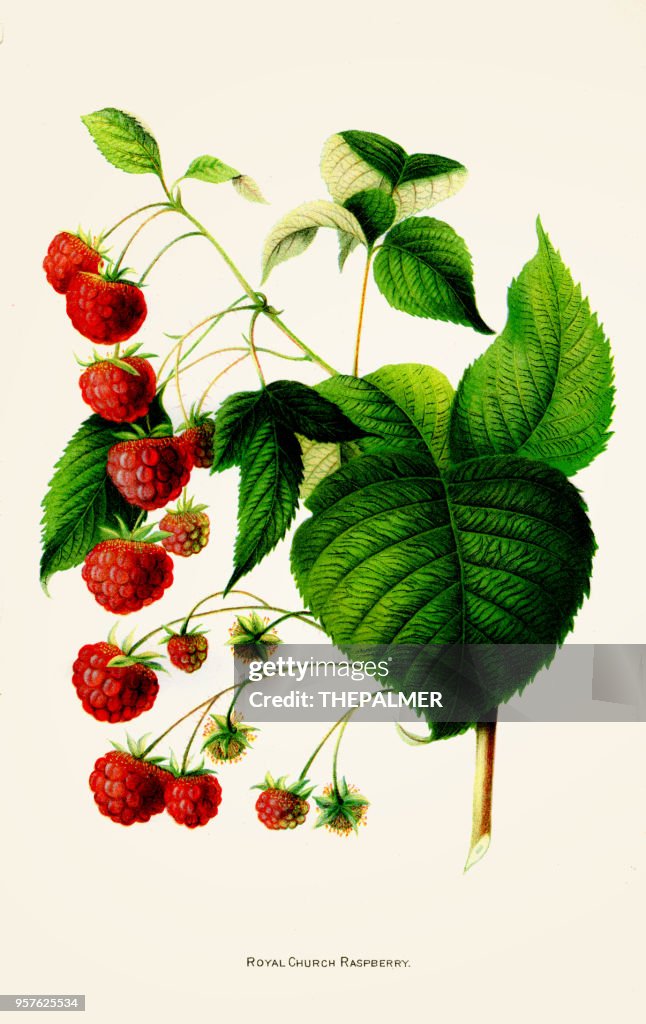 Illustrated Raspberry Royal Raspberry Illustration 1892 High-Res Vector Graphic - Getty Images
