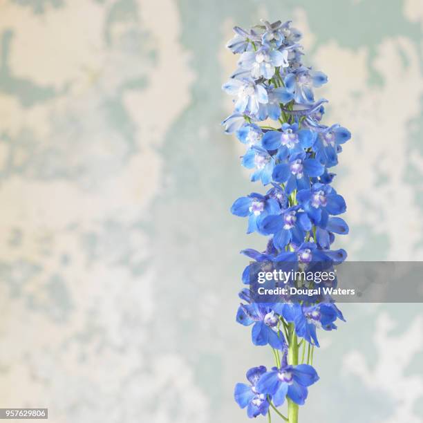 blue larkspur flower. delphinium elatum. - delfínio imagens e fotografias de stock