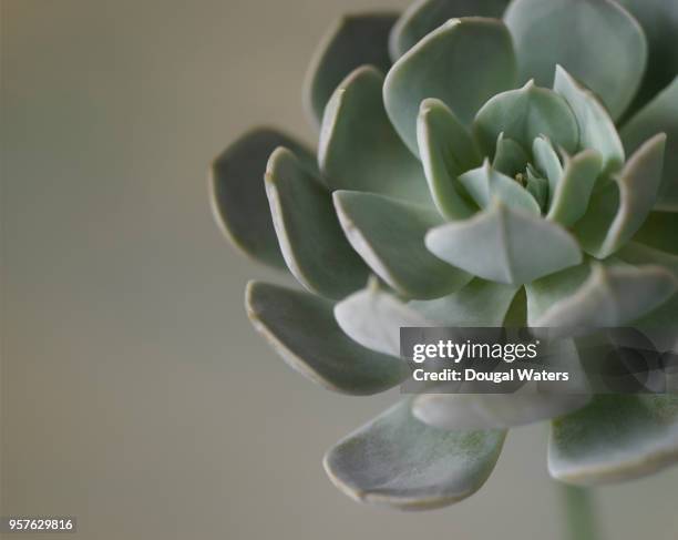 succulent plant close up. echeveria. - echeveria stock pictures, royalty-free photos & images