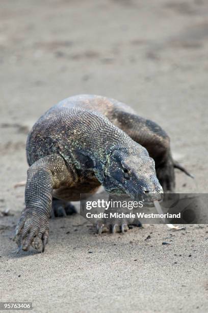 komodo dragon - rinca island stock pictures, royalty-free photos & images