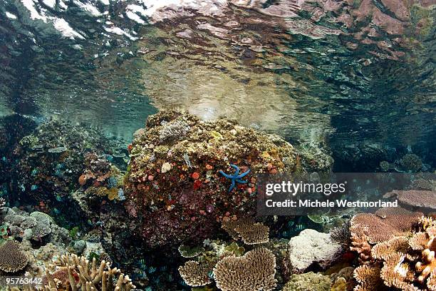 reef scenic, indonesia - rinca island stock pictures, royalty-free photos & images