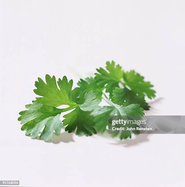 fresh green coriander and parsley - koriander stockfoto's en -beelden