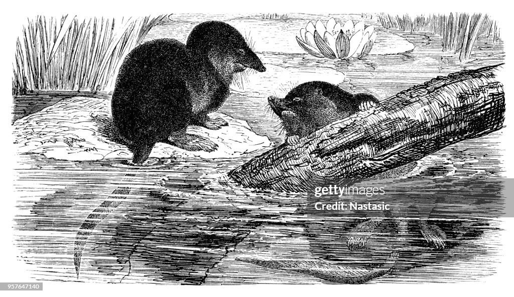 Eurasian water shrew (Crossopus fodiens, or Neomys fodiens)