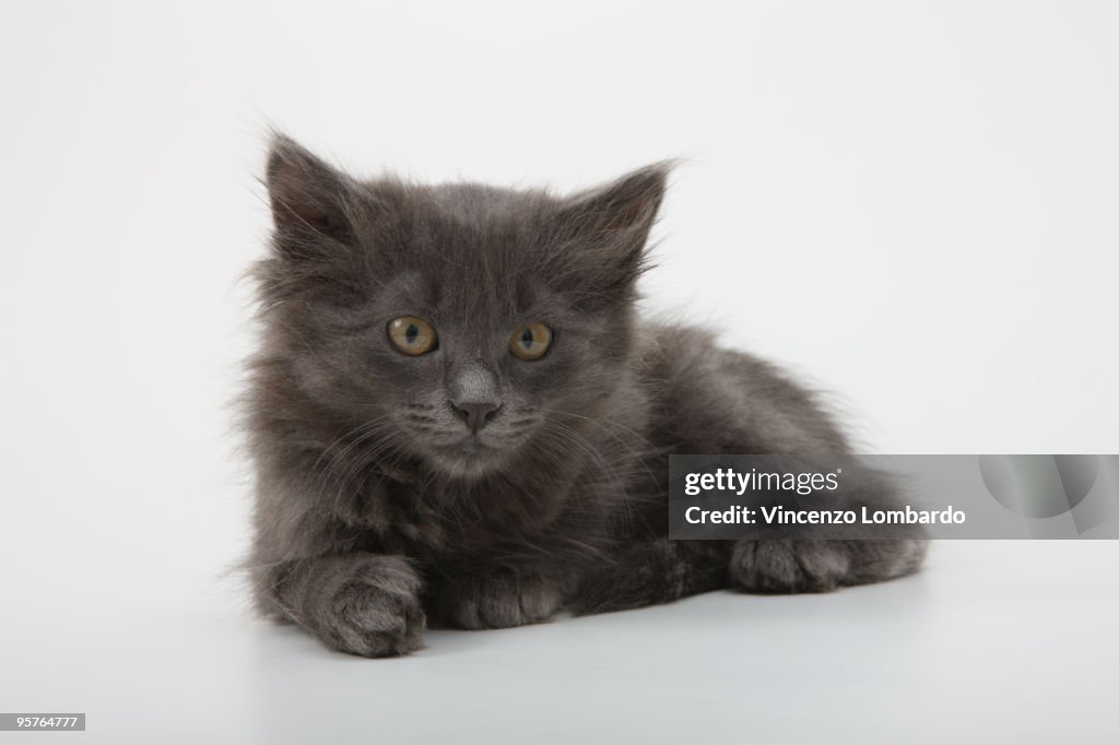 Kitten on White Background