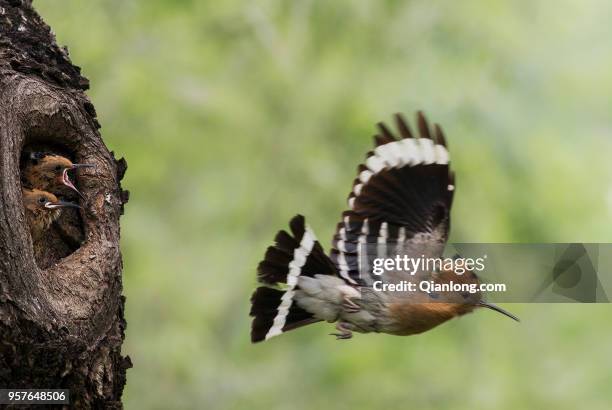 Mother upupa epops flies to find food for her babies three days before Mothers' Day on May 10, 2018 in Beijing, China. Mothers' Day is the second...