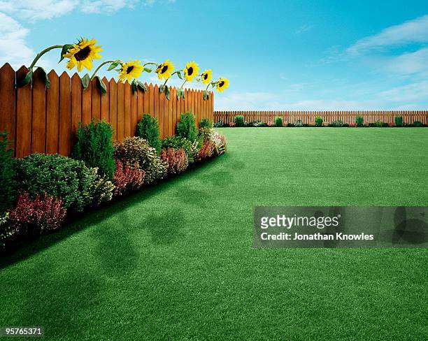 garden with sunflowers - wood accuracy stock pictures, royalty-free photos & images