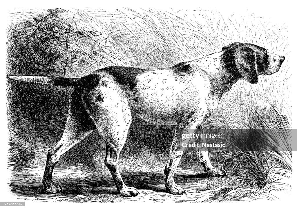 Hunting pointer dog