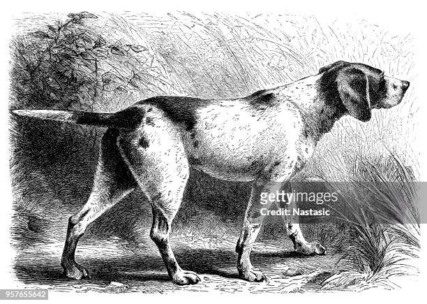hunting pointer dog - foxhound stock illustrations