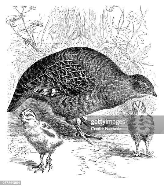 the common partridge (perdix cinerea) - perdix stock illustrations