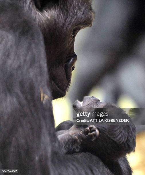 New born gorilla baby hangs on its mother N'Yaounda in Budapest Zoo on January 14, 2010. The baby gorilla was born on January 5, weighing...