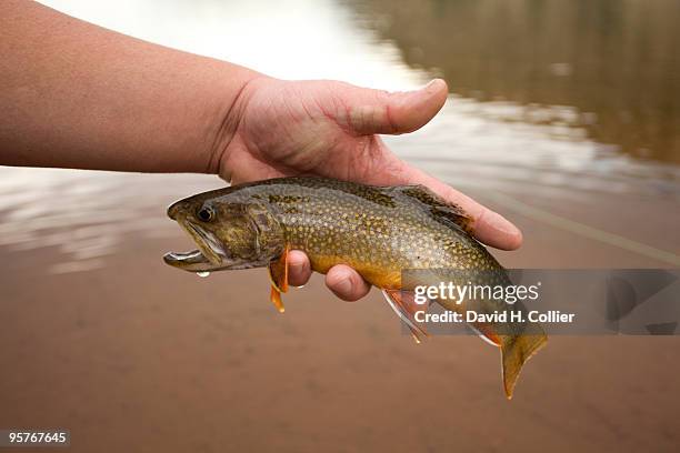 uintas brook trout - speckled trout stock-fotos und bilder