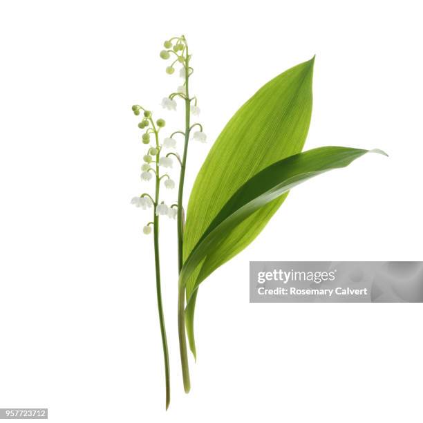 fragrant lily-of-the-valley flowers & leaves on white - lily of the valley stock pictures, royalty-free photos & images