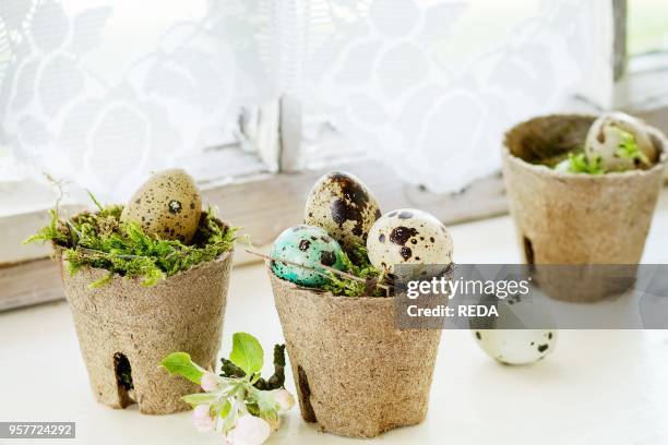 Home Decor colorful Easter quail eggs with spring cherry flowers and moss in small garden pots over white windowsill with day light window and...