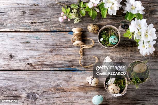 Decor colorful Easter quail eggs with spring cherry flowers and moss in small garden pots over dark wooden background. Rustic style. Top view with...