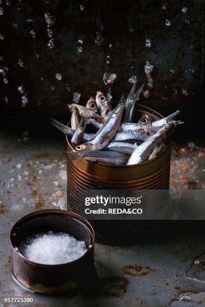 Lot of raw fresh anchovies fishes in tin can on crushed ice with pink and sea salt over old dark metal background. Sea food background theme.