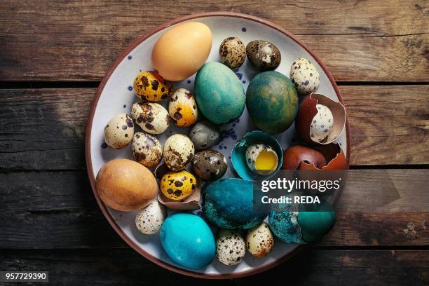 Colored Easter blue brown chicken and quail eggs, whole and broken with yolk in shell in spotted plate over old wooden textured background. Top view...