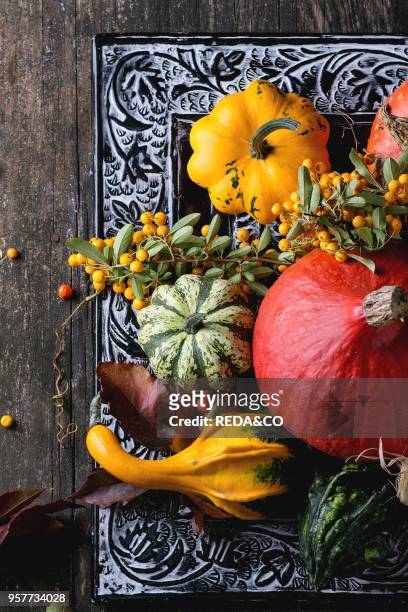 Assortment of different edible and decorative pumpkins and autumn berries in black decorative tray over wooden surface. Top view.