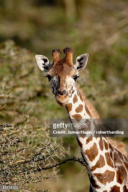 young rothschild's giraffe (giraffa camelopardalis rothschildi), lake nakuru national park, kenya, east africa, africa - lake nakuru fotografías e imágenes de stock