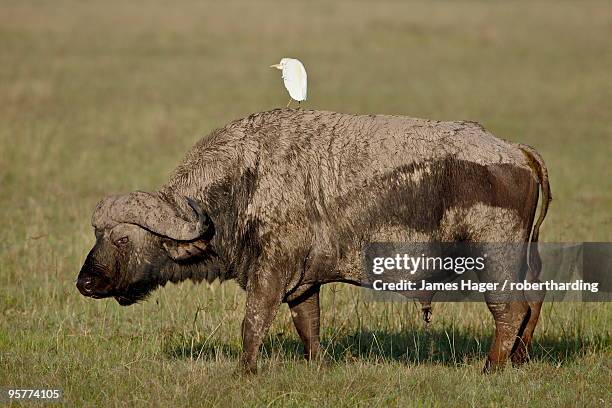 cape buffalo (african buffalo) (syncerus caffer) with a cattle egret (bubulcus ibis) on its back, lake nakuru national park, kenya, east africa, africa - lake nakuru fotografías e imágenes de stock