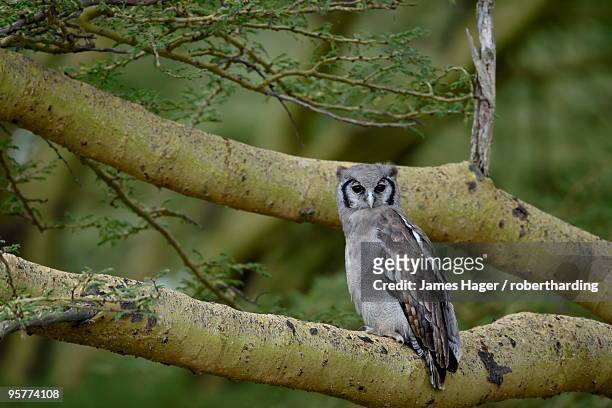 verreaux's eagle owl (giant eagle owl) (bubo lacteus), lake nakuru national park, kenya, east africa, africa - lake nakuru fotografías e imágenes de stock