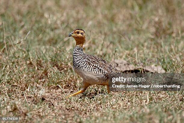 male coqui francolin (peliperdix coqui), lake nakuru national park, kenya, east africa, africa - lake nakuru fotografías e imágenes de stock