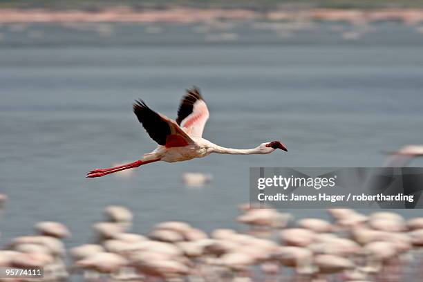 lesser flamingo (phoeniconaias minor) in flight, lake nakuru national park, kenya, east africa, africa - lake nakuru fotografías e imágenes de stock